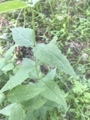 Eupatorium godfreyanum