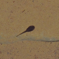 Rana boylii
