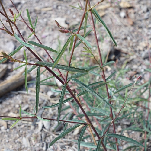 Image of Desmodium arizonicum by (c) Andrew Tree, some rights reserved (CC BY)