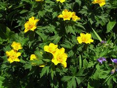 Trollius riederianus
