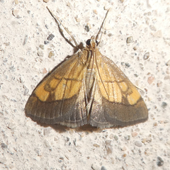 Evergestis limbata