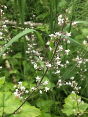 Boykinia occidentalis