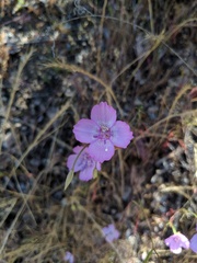 Clarkia cylindrica