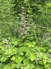 Boykinia occidentalis