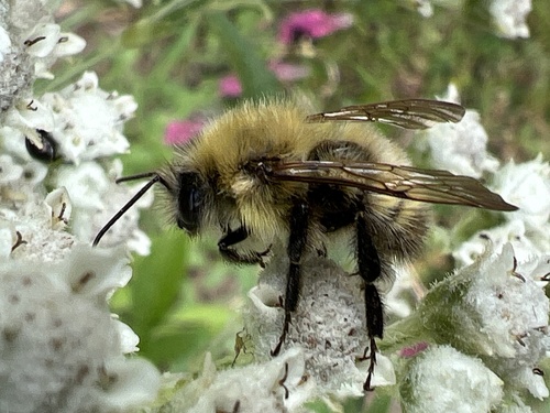 Perplexing Bumble Bee photo 5