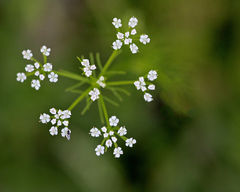 Ptilimnium capillaceum