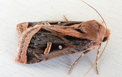 Trichofeltia circumdata