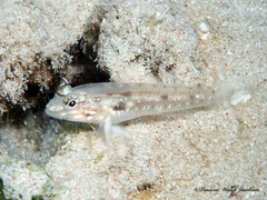 Sand Goby photo 4