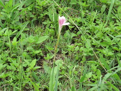 Zephyranthes drummondii