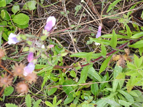 Image of Penstemon hirsutus by (c) Loopy30, some rights reserved (CC BY-SA)