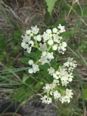 Parthenium integrifolium