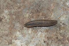 Phyllocaulis variegatus