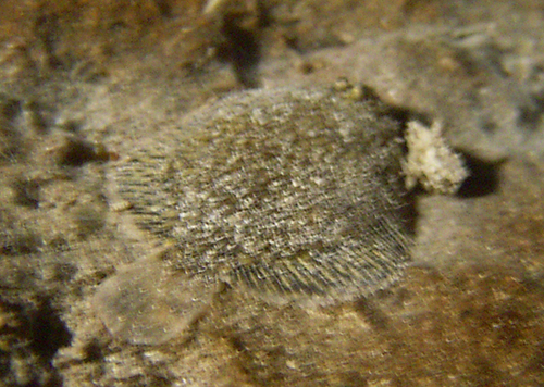 Achiridae