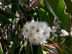 Eucalyptus pauciflora niphophila