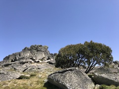 Eucalyptus pauciflora niphophila