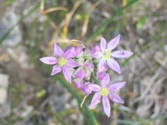 Amerallium