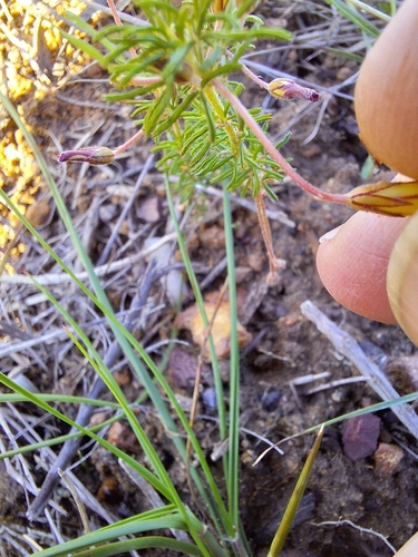 Image of Oxalis tenuifolia by (c) Adele SL, some rights reserved (CC BY)