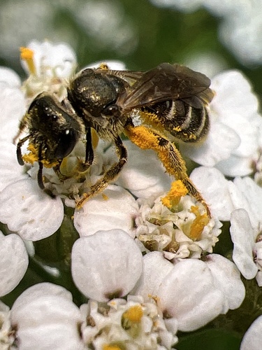 Confusing Furrow Bee photo 6