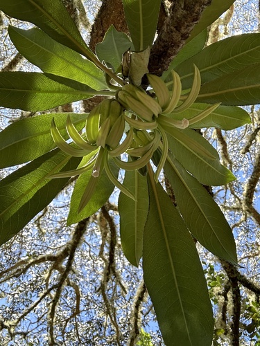 Clermontia lindseyana, 2024-04-28
