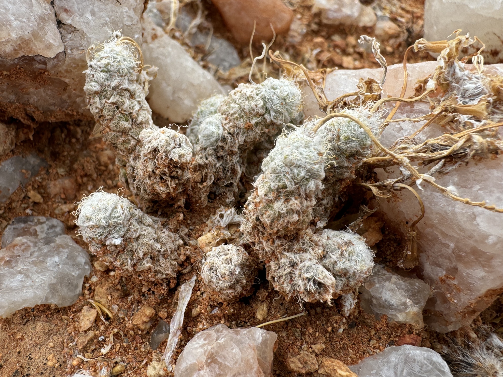 Imagem de Rosa-do-deserto