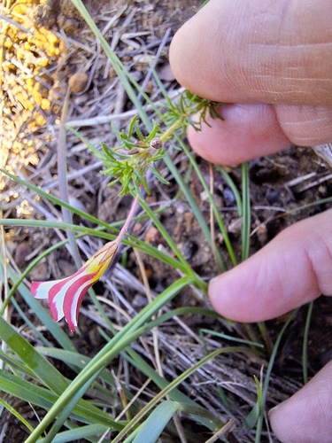 Image of Oxalis tenuifolia by (c) Adele SL, some rights reserved (CC BY)