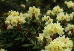 Rhododendron aureum