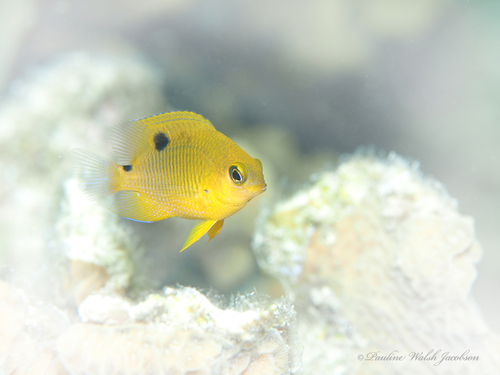 Photo of Threespot damselfish (Stegastes planifrons)