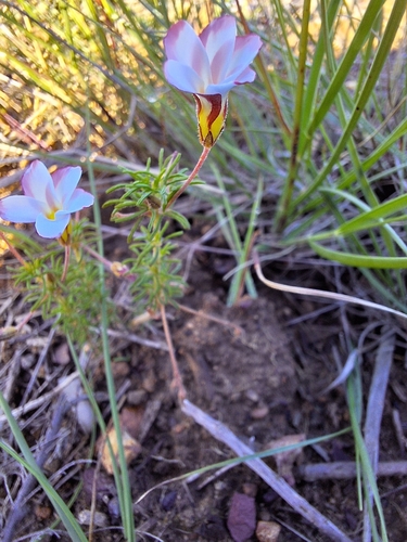 Image of Oxalis tenuifolia by (c) Adele SL, some rights reserved (CC BY)