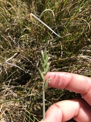 Australopyrum velutinum
