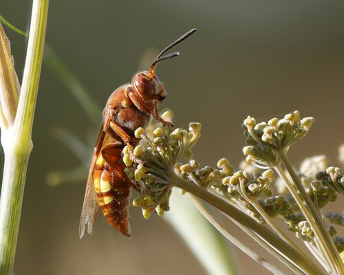 Western Cicada-killer Wasp photo 3