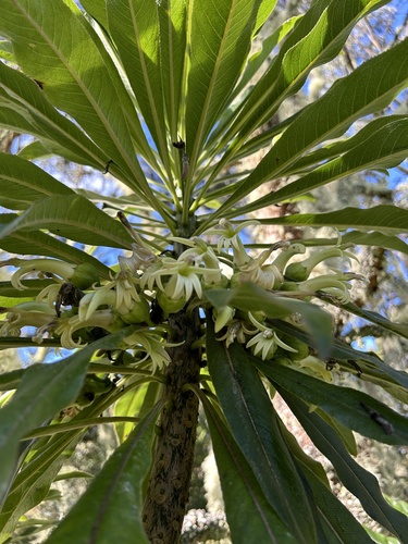 Clermontia pyrularia, 2024-04-27
