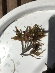 Sargassum cymosum