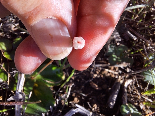 Image of Crassula capensis by (c) Adele SL, some rights reserved (CC BY)