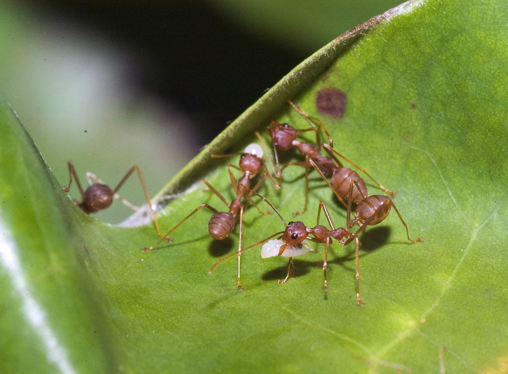 Typical Weaver Ants