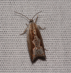 Ancylis goodelliana