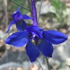 Delphinium treleasei