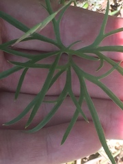 Delphinium treleasei