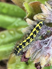 Gnophaela latipennis