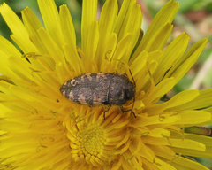 Acmaeodera diffusa