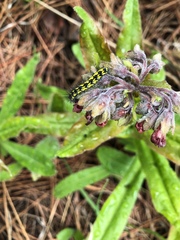 Gnophaela latipennis