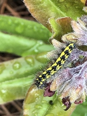 Gnophaela latipennis