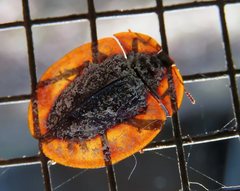 Emcephalus floccosus