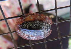 Emcephalus floccosus