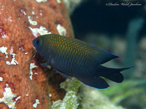 Stegastes leucostictus (Müller & Troschel, 1848)