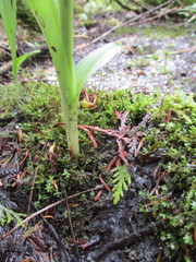 Platanthera aquilonis