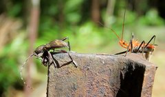 Gminatus wallengreni