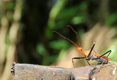 Gminatus wallengreni