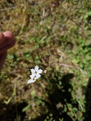 Lithophragma affine