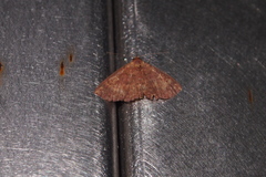 Sarobides inconclusa