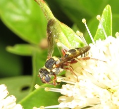 Nomada texana